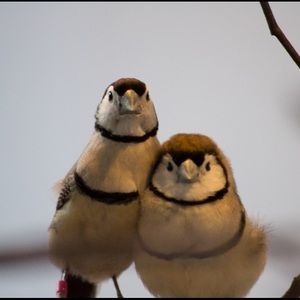 Meet your Posher, Arianna